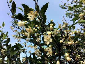 夏みかんの花