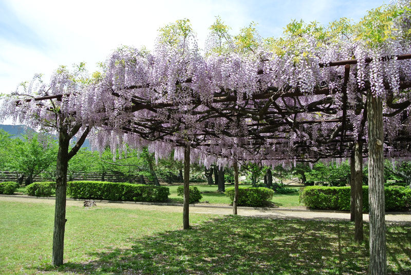 指月公園の藤棚