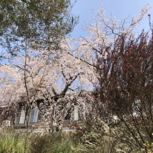 2018-03-25 枝垂れ桜