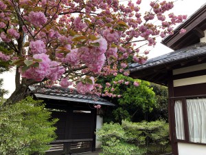 八重桜