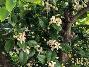 夏みかんの花