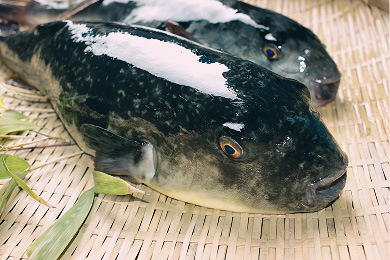 山口県産 河豚