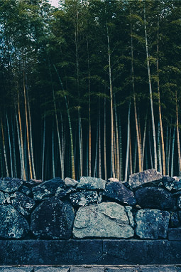 A quiet bamboo grove landscape surrounded by mossy stone walls with tall bamboo neatly lined up in rows